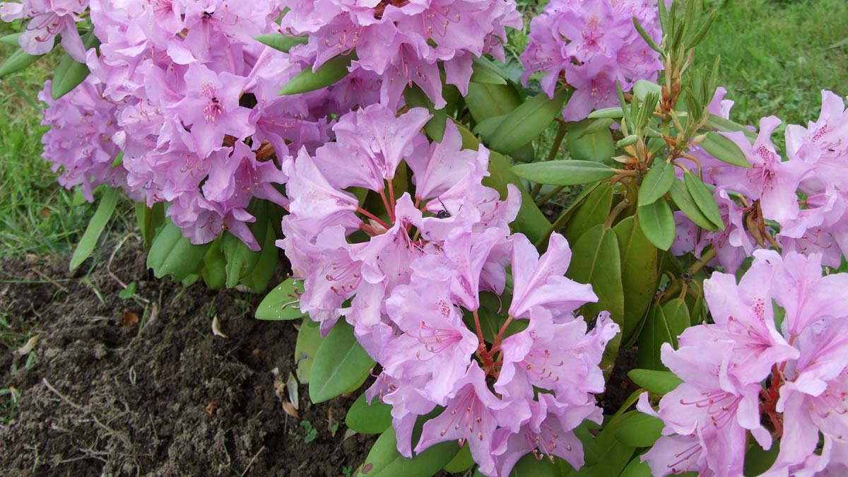 Rhododendronul - o plantă toxica