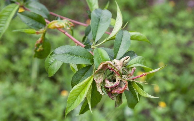 Taphrina deformans - boala pomi fructiferi salbatici si livada