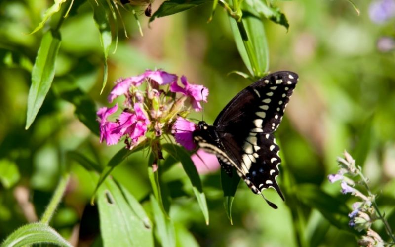 biodiversitate - fluture si floare